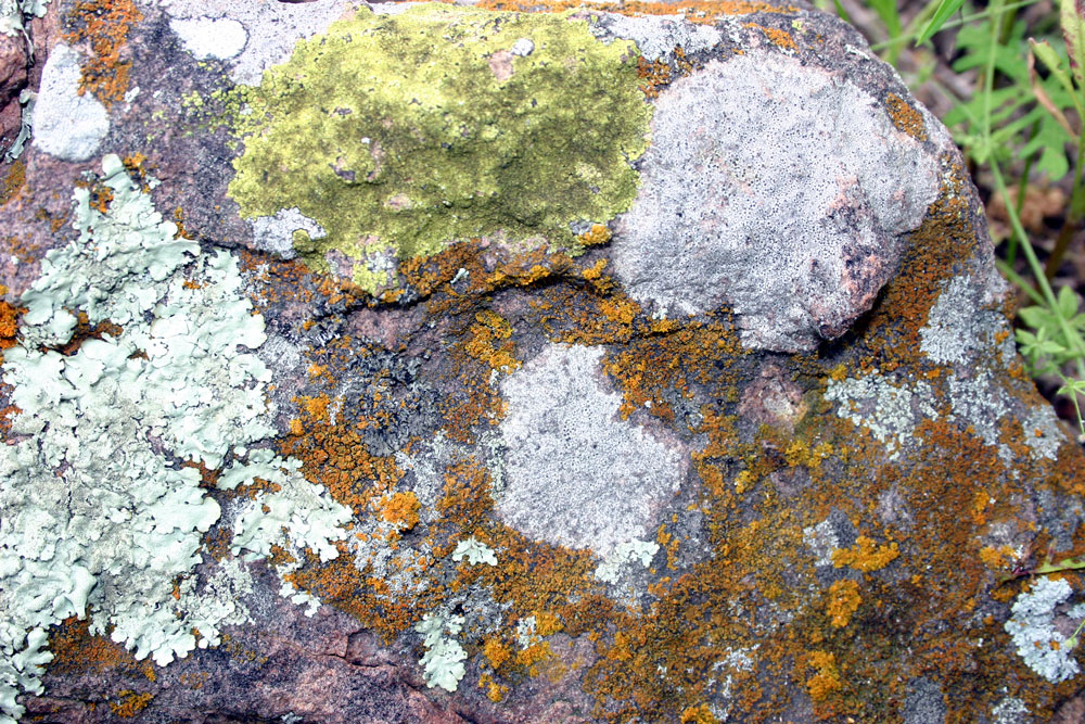 lichen16